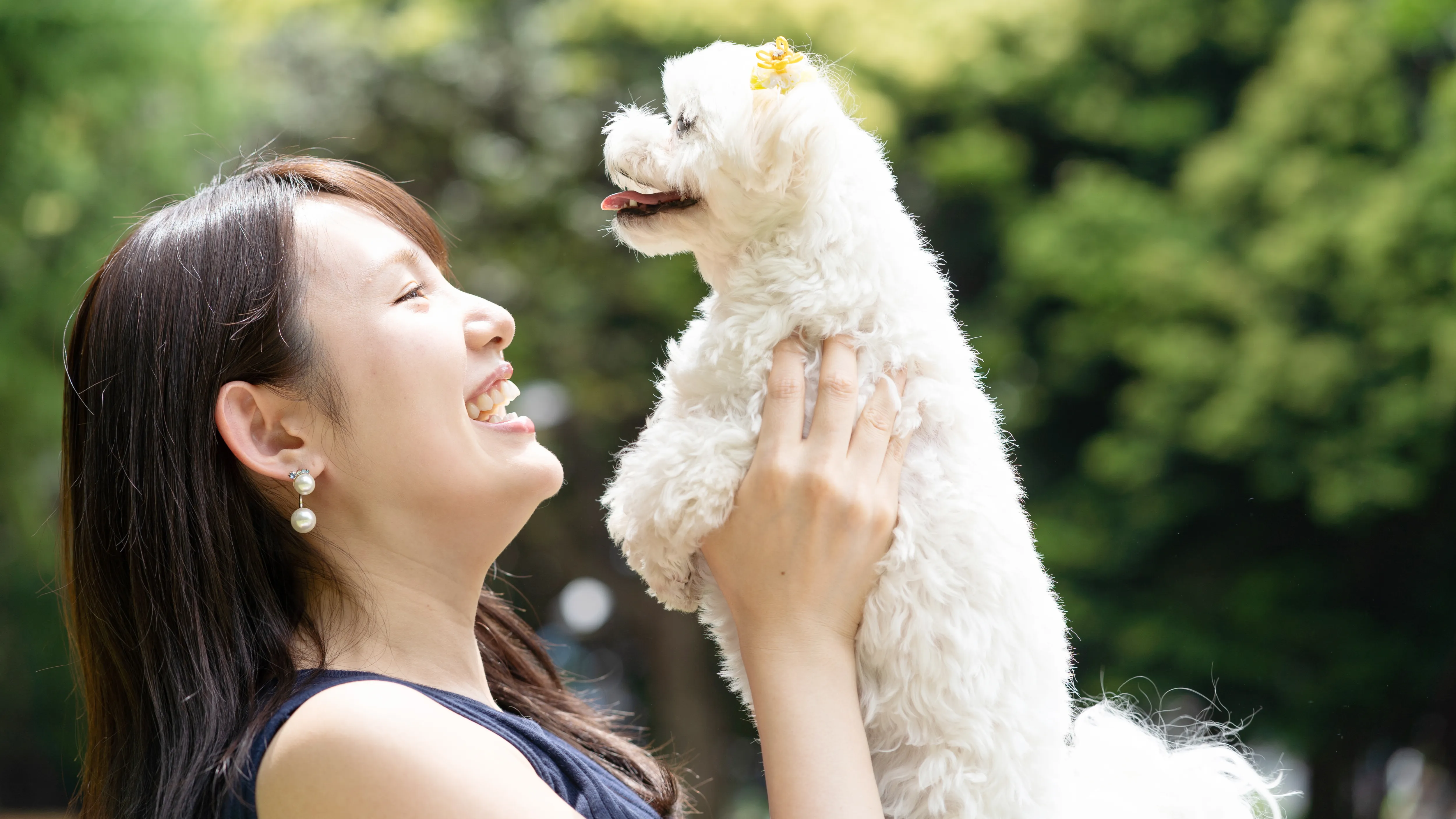 ペット関連事業のホームページ制作イメージ｜トリミング中の犬